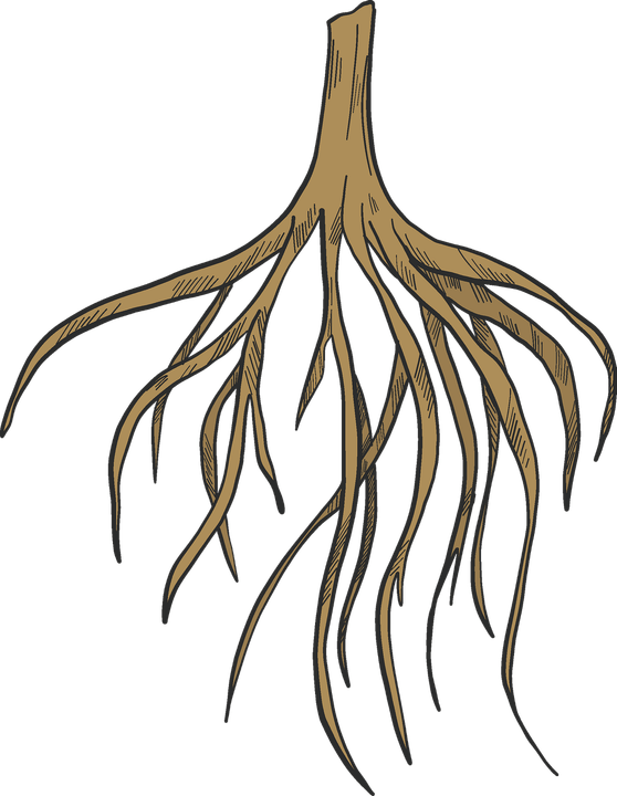 Roots PNG