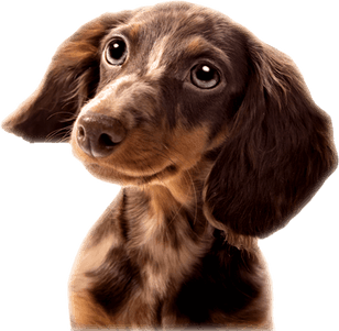 Howling Dog PNG