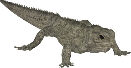 Tuataras PNG