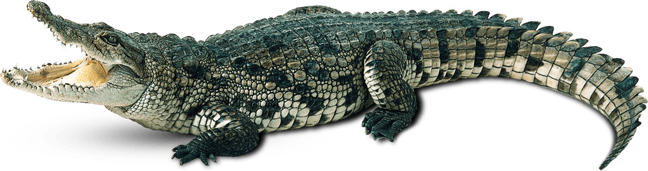 Crocodile PNG