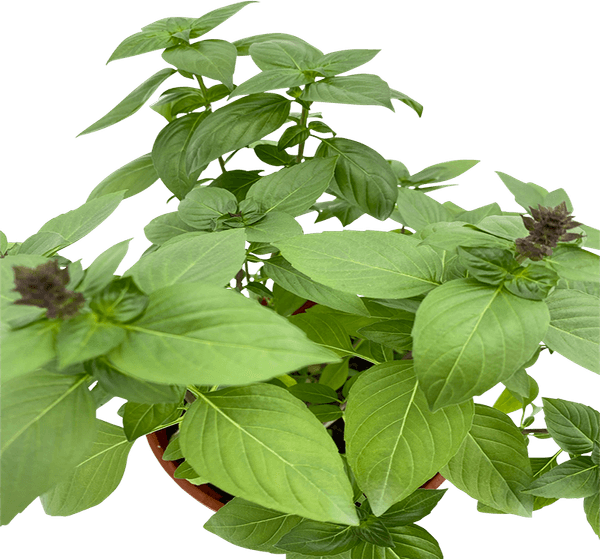 Basil Flower PNG