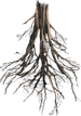 Roots PNG