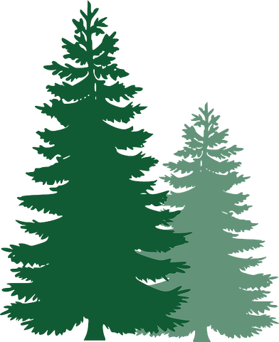 Conifer Tree PNG