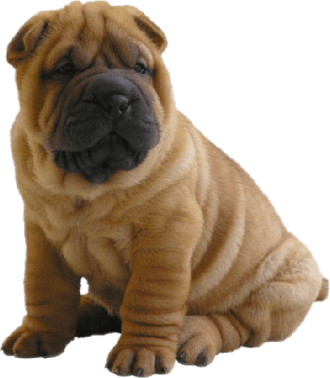 Doggo PNG