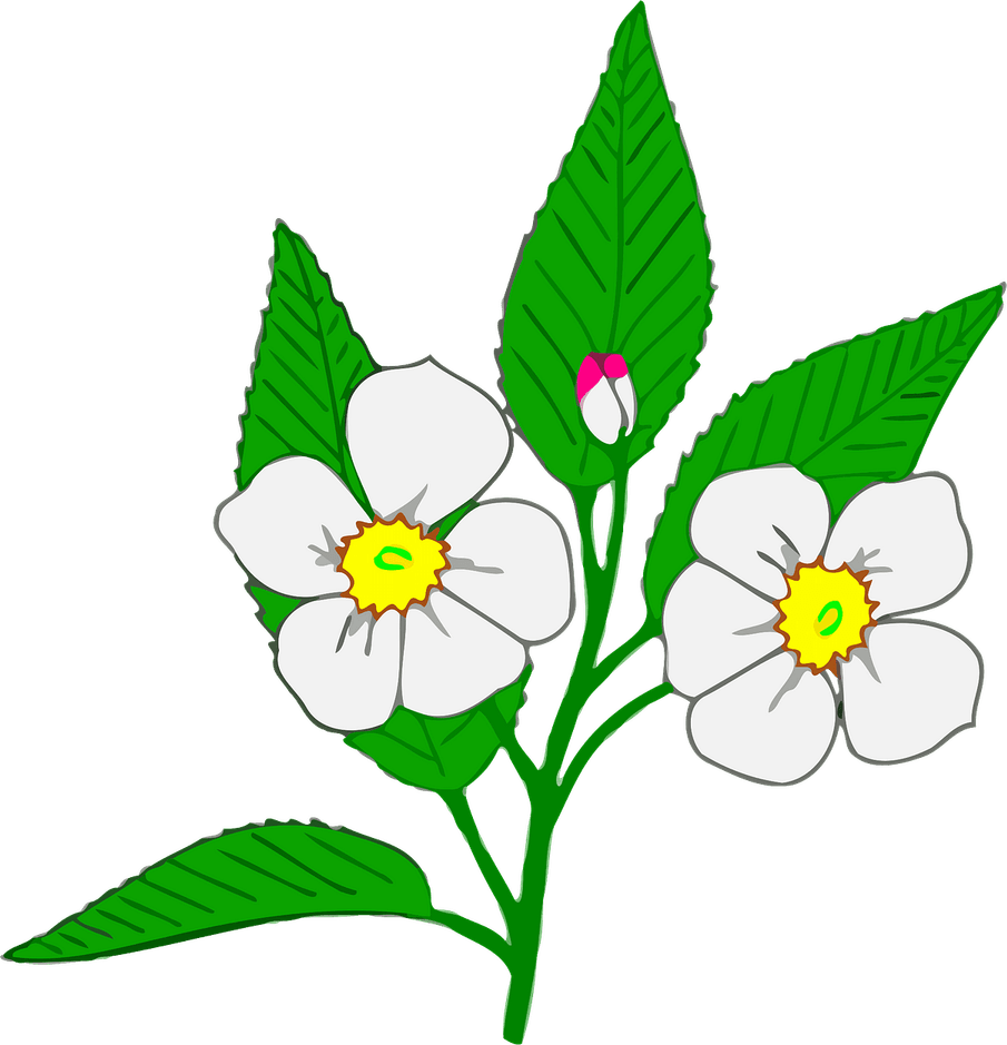 Apple Flower PNG