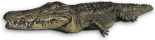 Crocodile PNG