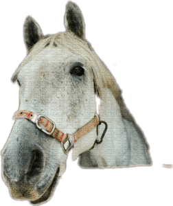 Horse Head PNG