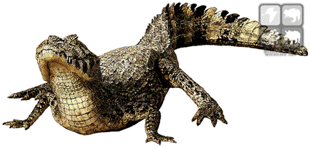 Caiman PNG