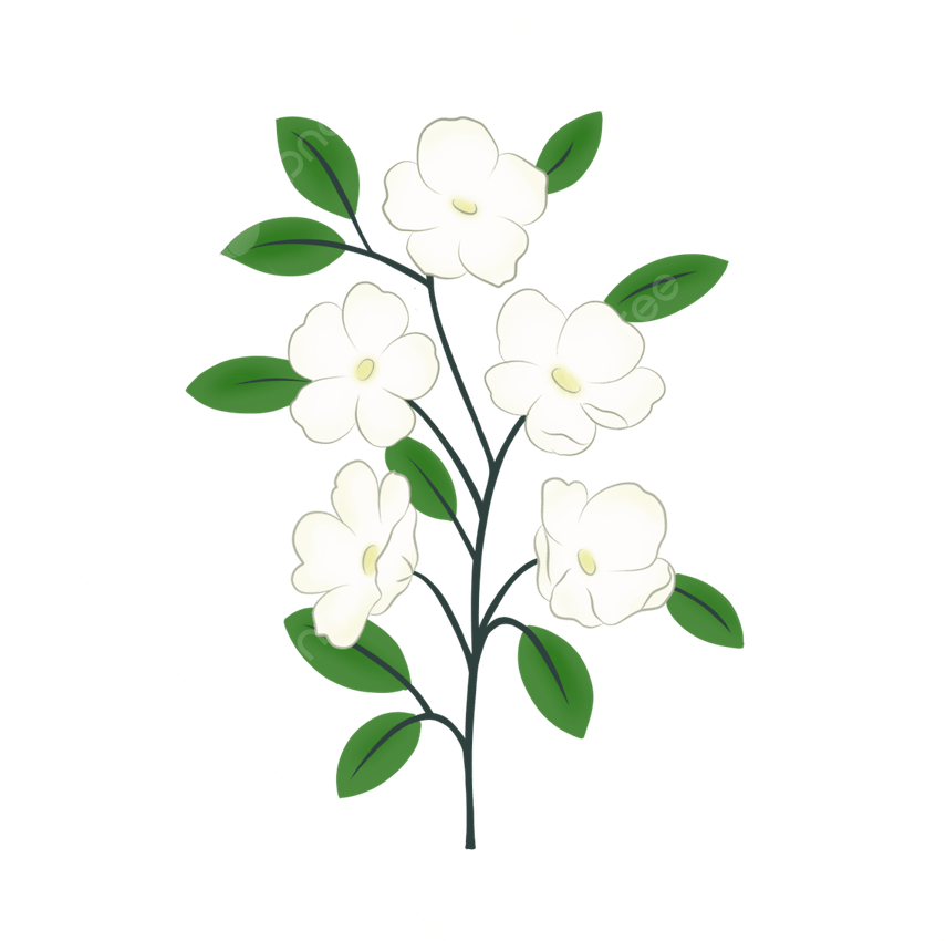 Jasmine Flower PNG