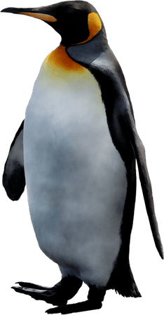 Emperor Penguin PNG