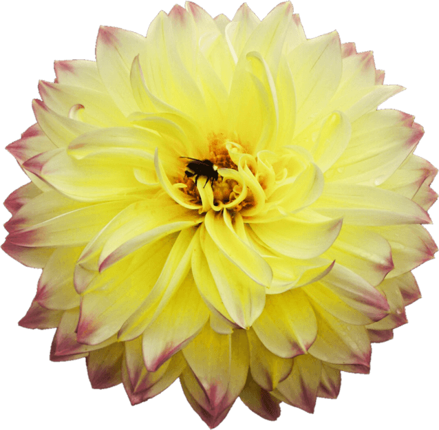 Dahlias PNG