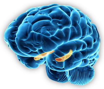 Brain PNG