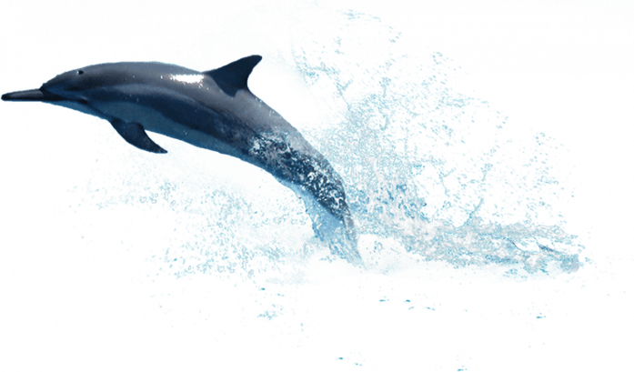 Oceanic Dolphins PNG