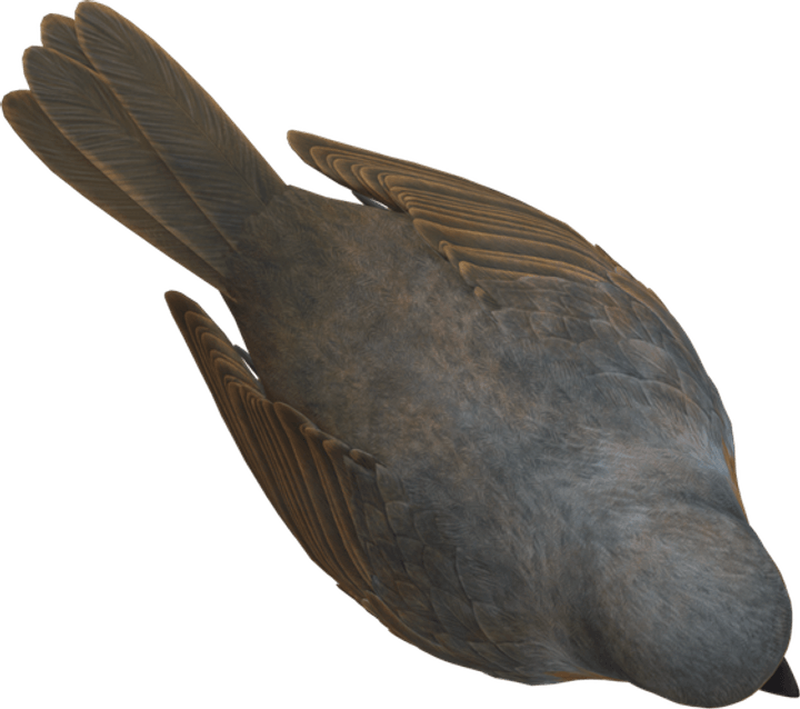 Bird Top View PNG
