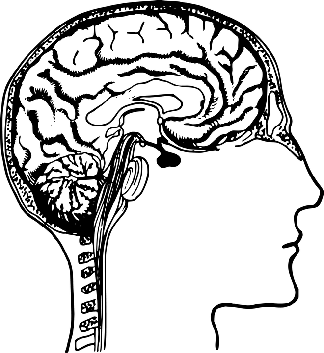 Anatomy Brain PNG