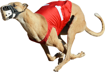 Greyhound PNG