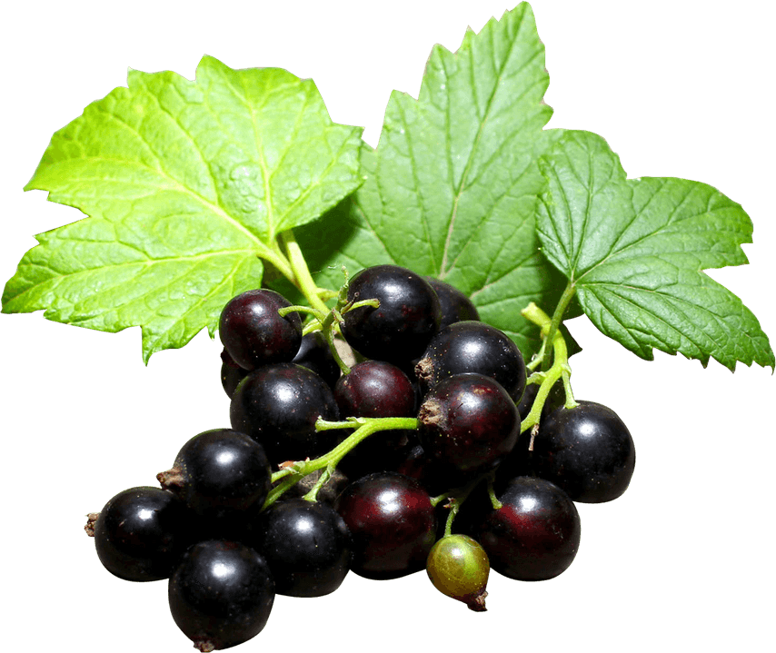 Gooseberry PNG