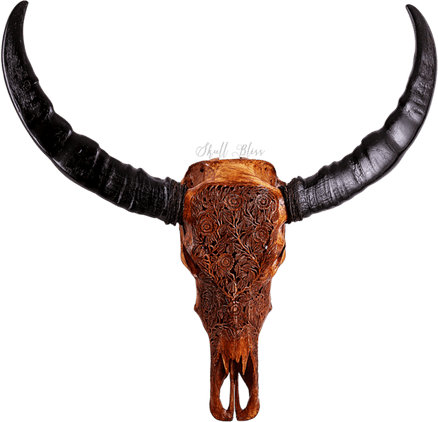Buffalo Horns PNG