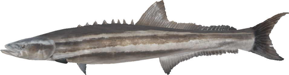 Cobia Fish PNG