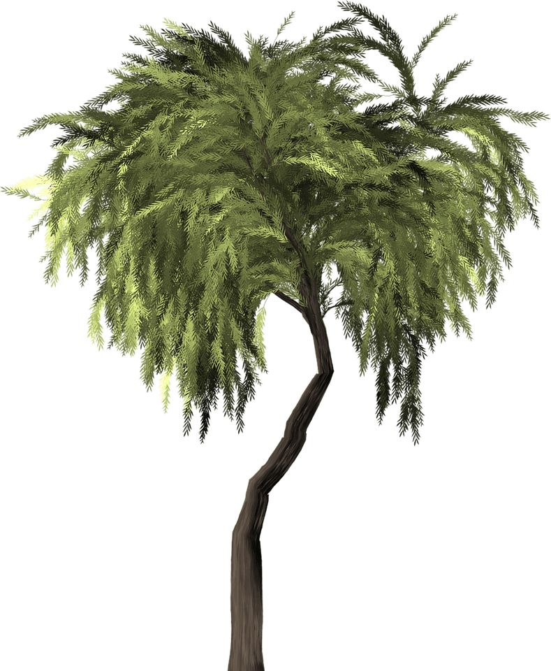 Willow Tree PNG