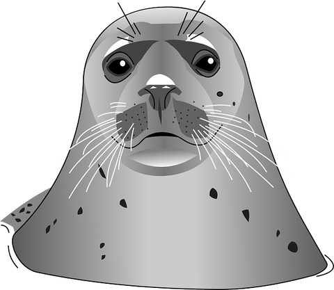 Harbor Seal PNG