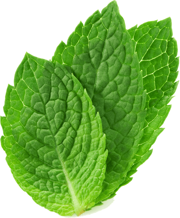 Mint PNG