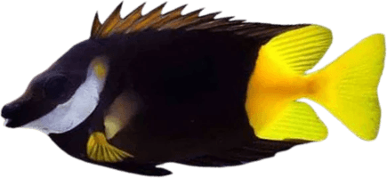 Rabbit Fish PNG