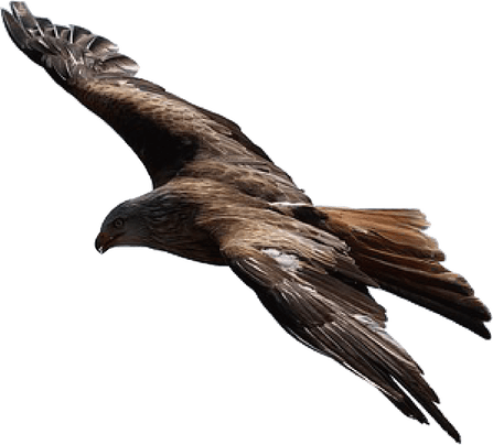 Hawk Bird PNG