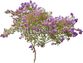 Lilac PNG