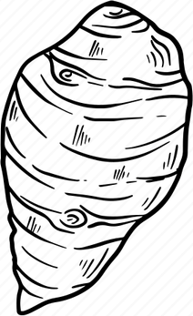 Taro Root PNG