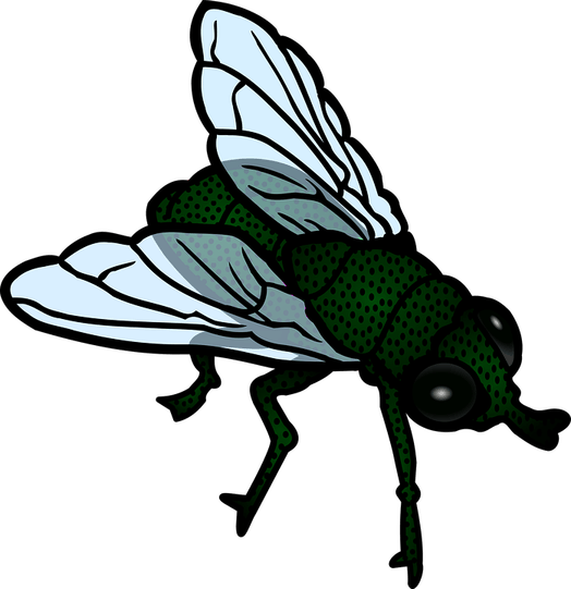 Fly Insect PNG