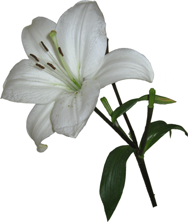 Lilium PNG