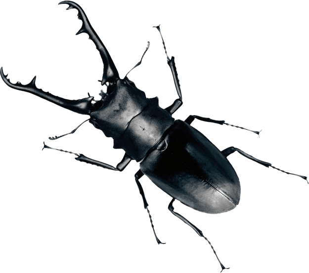 True Bug PNG