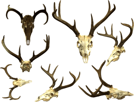 Deer Skull PNG