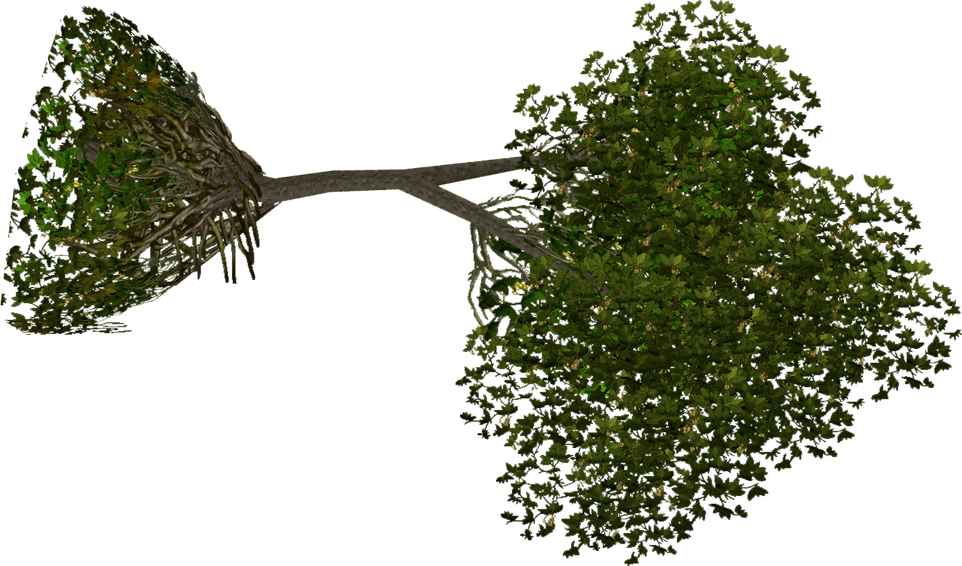 Fallen Tree PNG