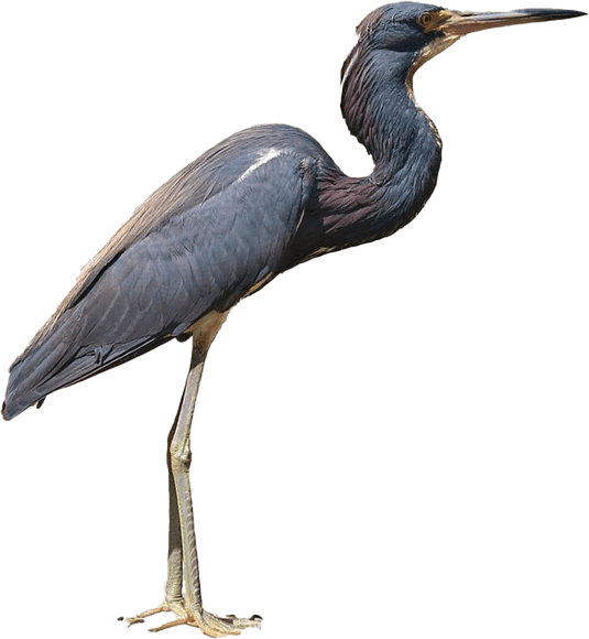 Heron PNG