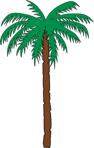 Cartoon Palm Tree PNG