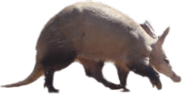 Aardvark PNG