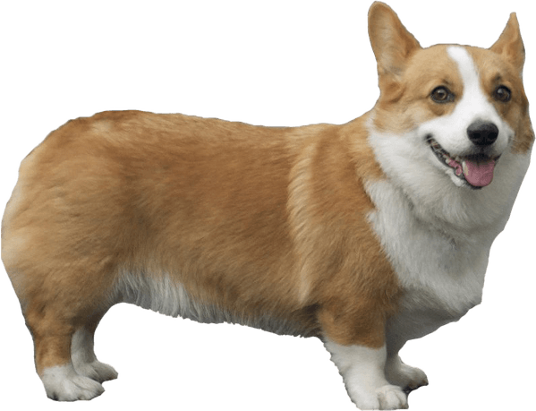 Corgi PNG