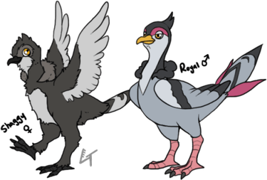 Unfezant Pokemon PNG