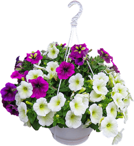Hanging Flower PNG
