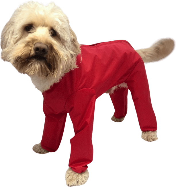 High Quality Dog PNG