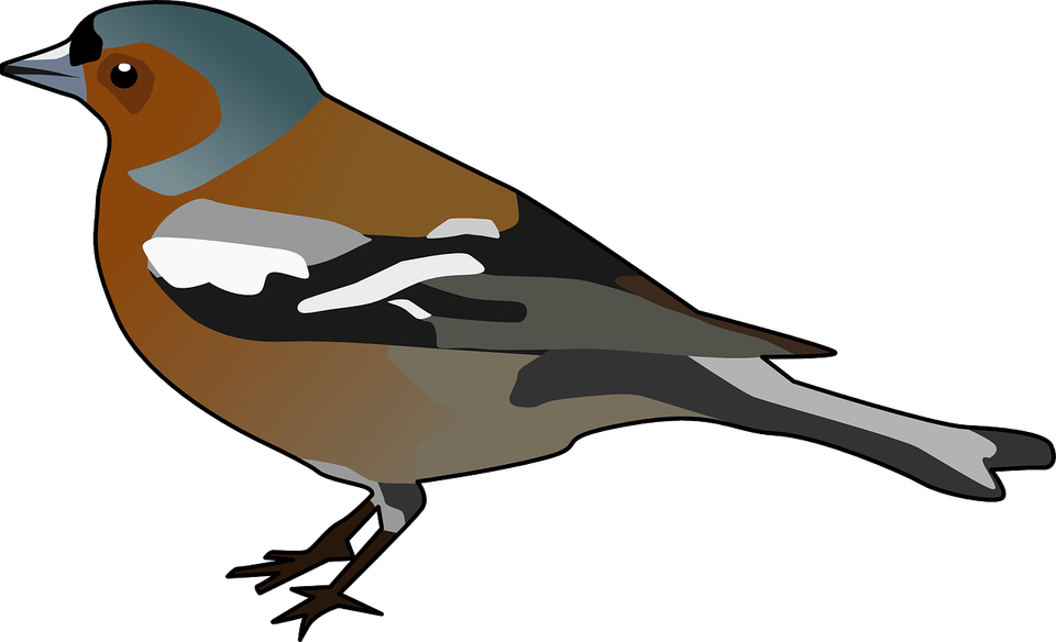 Finch Bird PNG
