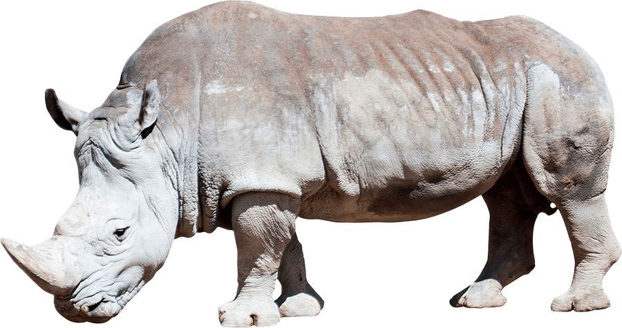 White Rhinoceros PNG