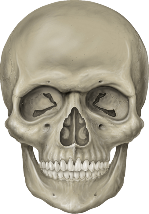 Skeleton Head PNG