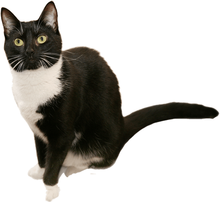 British Shorthair Cat PNG