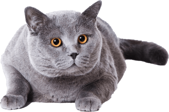 British Shorthair Cat PNG