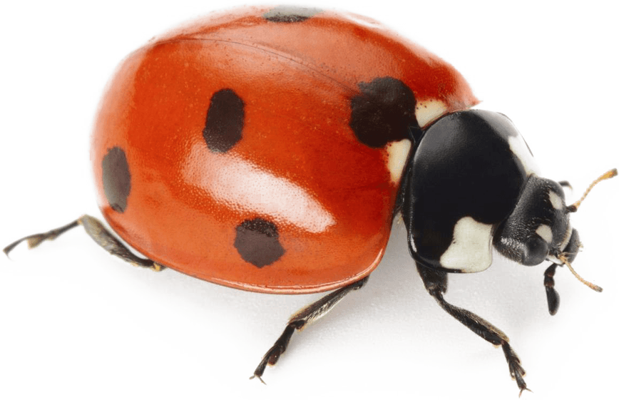 Ladybird PNG