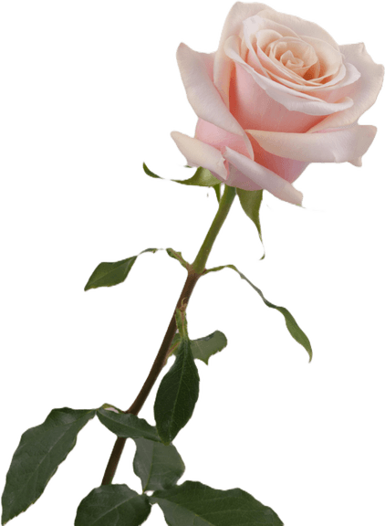 Light Pink Flower PNG