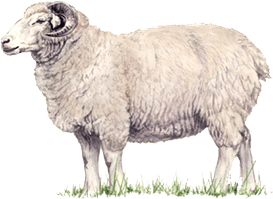 Lamb PNG